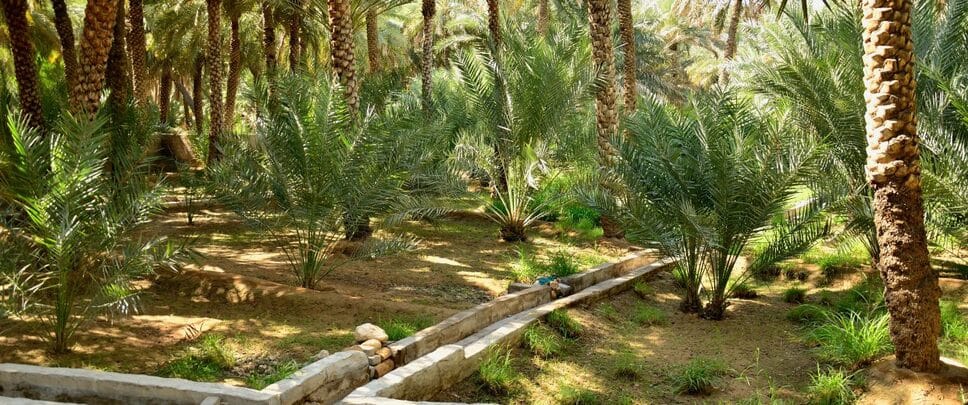 Al Ain Oasis palm grove with ancient falaj irrigation system — a lush heritage site in the heart of the UAE desert.