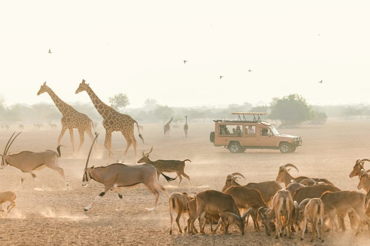 Safari tour on Sir Bani Yas Island, Abu Dhabi — spotting giraffes, oryx, and antelopes in a protected wildlife reserve.