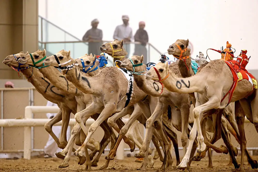 Camels racing at Al Marmoom Camel Racetrack in Dubai, a thrilling free cultural experience for tourists in 2025