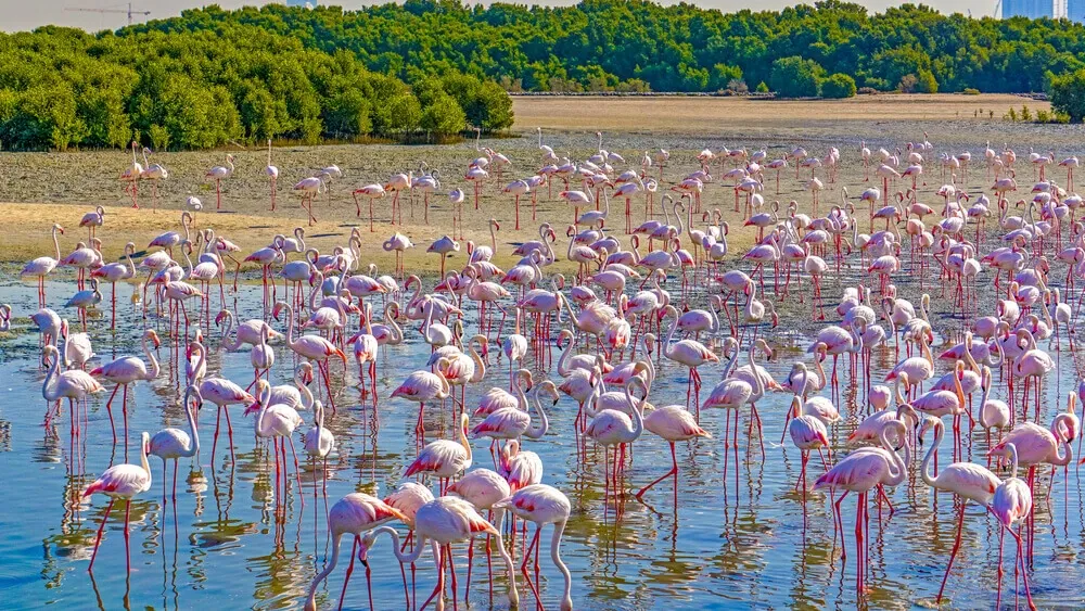 Hundreds of flamingos at Ras Al Khor Wildlife Sanctuary in Dubai, a free nature spot for birdwatching in 2025